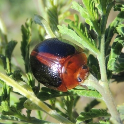 Dicranosterna immaculata (Acacia leaf beetle) at Paddys River, ACT - 15 Nov 2015 by MichaelBedingfield