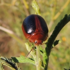 Dicranosterna immaculata at Paddys River, ACT - 15 Nov 2015