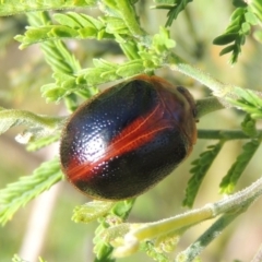 Dicranosterna immaculata at Paddys River, ACT - 15 Nov 2015 06:32 PM