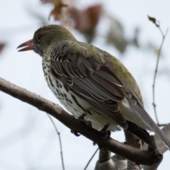 Oriolus sagittatus (Olive-backed Oriole) at Wallaroo, NSW - 21 Oct 2016 by CedricBear