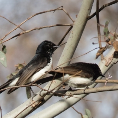 Rhipidura leucophrys (Willie Wagtail) at Wallaroo, NSW - 20 Oct 2016 by CedricBear