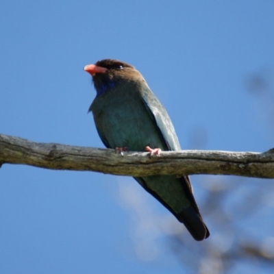 Eurystomus orientalis (Dollarbird) at Mount Mugga Mugga - 18 Oct 2016 by roymcd