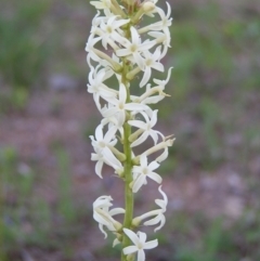 Stackhousia monogyna (Creamy Candles) at Kambah, ACT - 18 Sep 2009 by MatthewFrawley