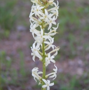 Stackhousia monogyna at Kambah, ACT - 19 Sep 2009 12:00 AM