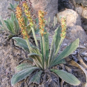 Plantago varia at Kambah, ACT - 12 Sep 2009