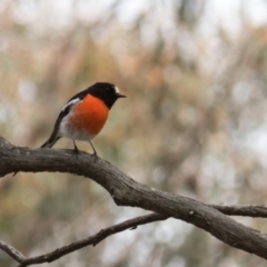 Petroica boodang (Scarlet Robin) at Mulligans Flat - 21 Oct 2016 by CedricBear