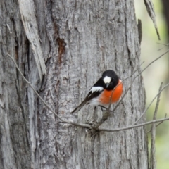 Petroica boodang at Sutton, NSW - 21 Oct 2016 12:03 PM