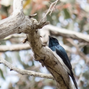 Myiagra cyanoleuca at Sutton, NSW - 21 Oct 2016 12:09 PM