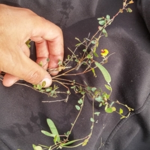 Bossiaea prostrata at Mitchell, ACT - 21 Oct 2016 02:55 PM