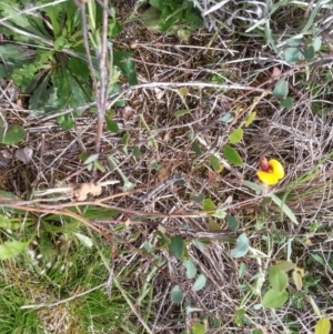 Bossiaea prostrata at Mitchell, ACT - 21 Oct 2016 02:55 PM