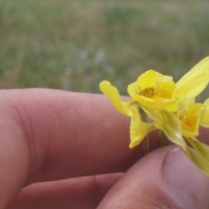 Diuris chryseopsis at Mitchell, ACT - suppressed