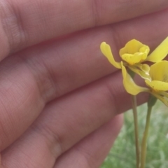 Diuris chryseopsis at Mitchell, ACT - suppressed