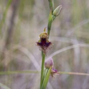 Calochilus platychilus at Acton, ACT - 21 Oct 2016