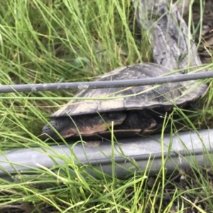 Chelodina longicollis at Gungahlin, ACT - 21 Oct 2016