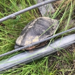 Chelodina longicollis at Gungahlin, ACT - 21 Oct 2016