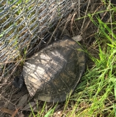 Chelodina longicollis (Eastern Long-necked Turtle) at Gungahlin, ACT - 21 Oct 2016 by lhowell