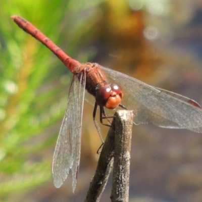Diplacodes bipunctata (Wandering Percher) at Bywong, NSW - 24 Oct 2015 by michaelb