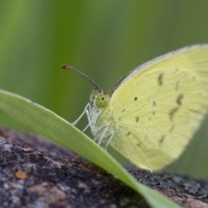 Eurema smilax at Fraser, ACT - 21 Oct 2016 08:58 AM