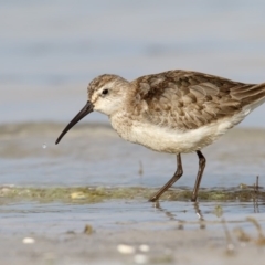 Calidris ferruginea (Curlew Sandpiper) at Wallagoot, NSW - 21 Oct 2016 by Leo