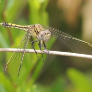 Orthetrum caledonicum at Conder, ACT - 3 Mar 2015 02:34 PM