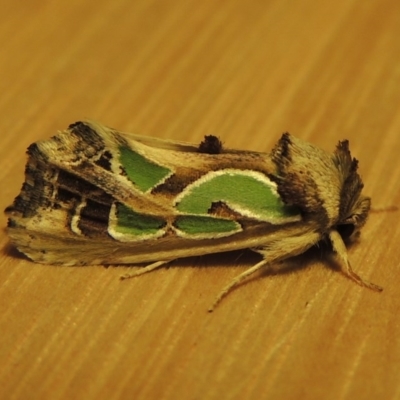 Cosmodes elegans (Green Blotched Moth) at Conder, ACT - 3 Apr 2016 by MichaelBedingfield