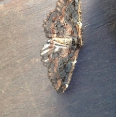 Pholodes sinistraria (Sinister or Frilled Bark Moth) at Deakin, ACT - 18 Oct 2016 by Ratcliffe