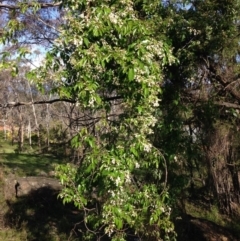 Pandorea pandorana (Wonga Wonga Vine) at Garran, ACT - 22 Oct 2016 by Ratcliffe