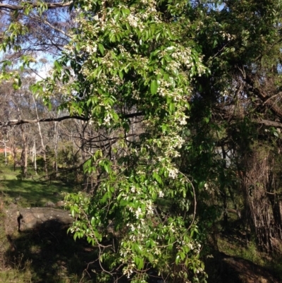 Pandorea pandorana (Wonga Wonga Vine) at Garran, ACT - 22 Oct 2016 by Ratcliffe