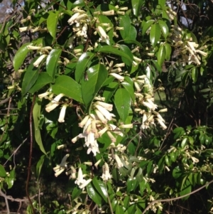 Pandorea pandorana at Garran, ACT - 22 Oct 2016 09:07 AM