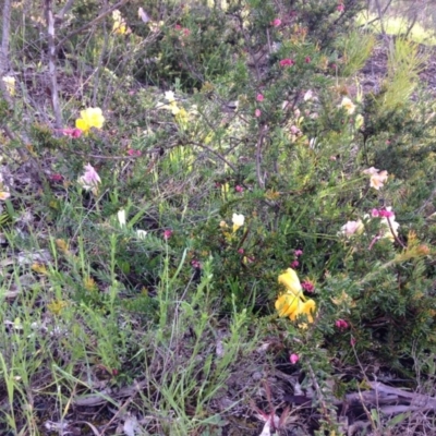 Freesia leichtlinii subsp. leichtlinii x Freesia leichtlinii subsp. alba (Freesia) at Garran, ACT - 22 Oct 2016 by Ratcliffe