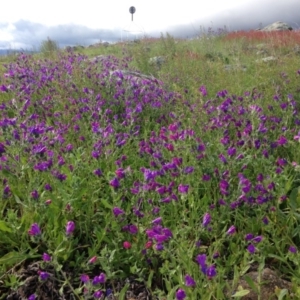 Echium plantagineum at Garran, ACT - 22 Oct 2016