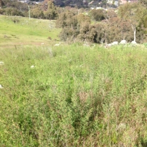 Hypericum perforatum at Red Hill Nature Reserve - 22 Oct 2016