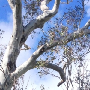 Dacelo novaeguineae at Garran, ACT - 22 Oct 2016