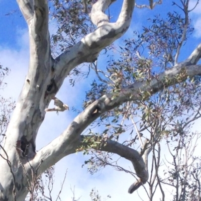 Dacelo novaeguineae (Laughing Kookaburra) at Garran, ACT - 22 Oct 2016 by Ratcliffe