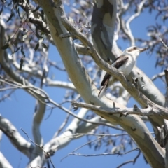 Dacelo novaeguineae at Garran, ACT - 22 Oct 2016