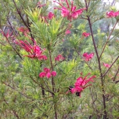 Grevillea rosmarinifolia subsp. rosmarinifolia (Rosemary Grevillea) at Red Hill, ACT - 22 Oct 2016 by Ratcliffe