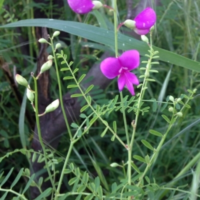 Swainsona galegifolia (Darling Pea) at Red Hill, ACT - 22 Oct 2016 by Ratcliffe