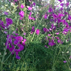 Swainsona galegifolia at Red Hill, ACT - 22 Oct 2016