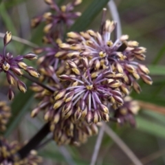 Lomandra multiflora (Many-flowered Matrush) at Acton, ACT - 22 Oct 2016 by JudithRoach