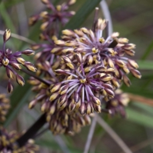 Lomandra multiflora at Acton, ACT - 22 Oct 2016