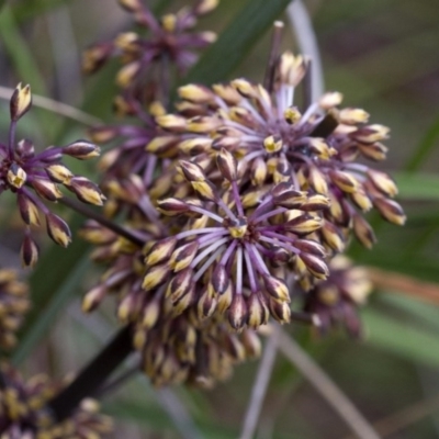 Lomandra multiflora (Many-flowered Matrush) at Acton, ACT - 21 Oct 2016 by JudithRoach