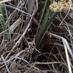 Lomandra multiflora at Acton, ACT - 22 Oct 2016