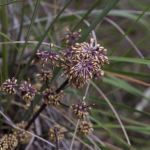 Lomandra multiflora at Acton, ACT - 22 Oct 2016