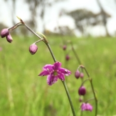 Arthropodium minus (Small Vanilla Lily) at Googong, NSW - 22 Oct 2016 by Wandiyali