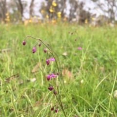 Arthropodium minus at Googong, NSW - 22 Oct 2016