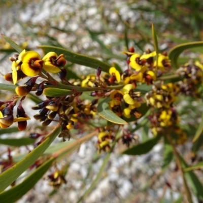 Daviesia mimosoides (Bitter Pea) at Molonglo Valley, ACT - 20 Oct 2016 by galah681