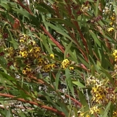 Daviesia mimosoides at Molonglo Valley, ACT - 20 Oct 2016