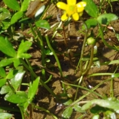 Ranunculus papulentus at Molonglo Valley, ACT - 20 Oct 2016