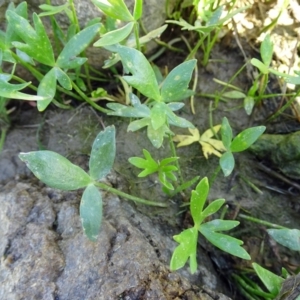 Ranunculus papulentus at Molonglo Valley, ACT - 20 Oct 2016