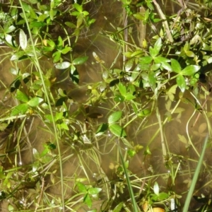 Ranunculus papulentus at Molonglo Valley, ACT - 20 Oct 2016